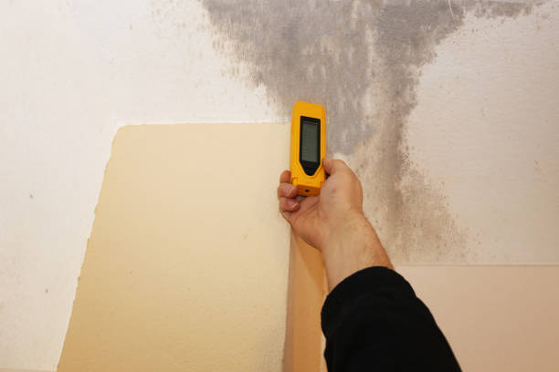 Best Attic Mold Removal  in Mexico Beach, FL