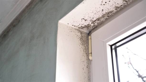 Best Air Quality Testing for Mold Spores  in Mexico Beach, FL