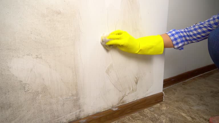 Best Mold Damage Restoration  in Mexico Beach, FL