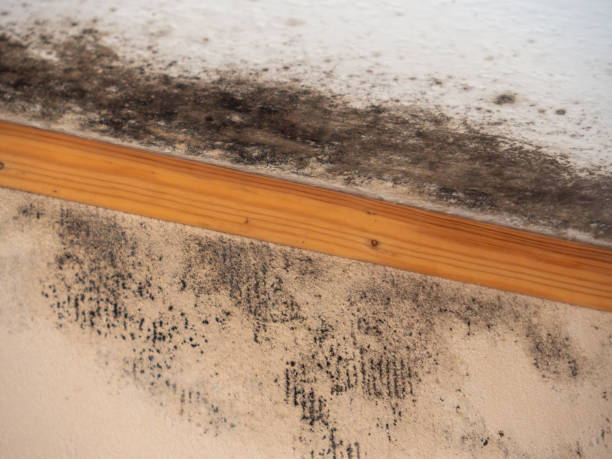 Best Biohazard Mold Removal  in Mexico Beach, FL
