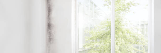 Best Mold Removal for HVAC Installations  in Mexico Beach, FL