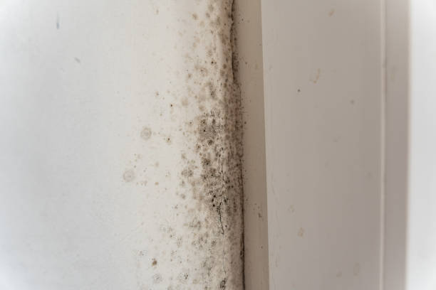 Best Comprehensive Air Testing for Mold Contaminants  in Mexico Beach, FL