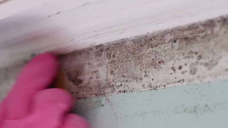 Best Commercial Mold Inspection  in Mexico Beach, FL